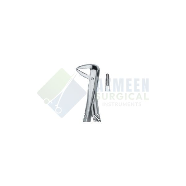 Incisors and Bicuspids