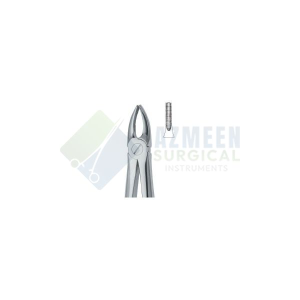  Incisors and Bicuspids 2 