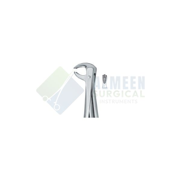  Lower Molars 73 